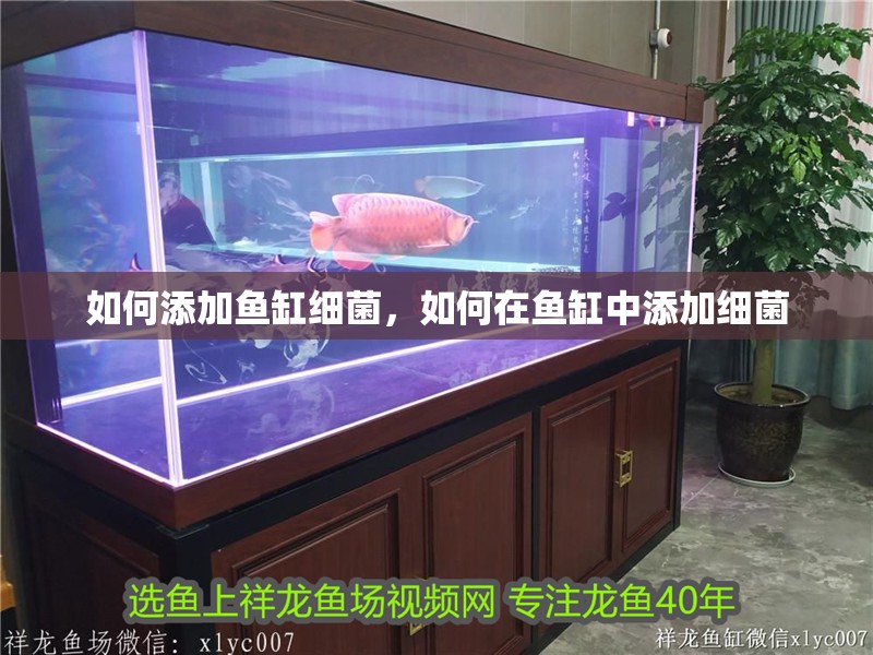 如何添加魚缸細菌，如何在魚缸中添加細菌