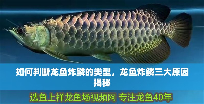 如何判斷龍魚炸鱗的類型，龍魚炸鱗三大原因揭秘