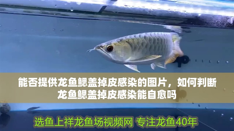 能否提供龍魚鰓蓋掉皮感染的圖片，如何判斷龍魚鰓蓋掉皮感染能自愈嗎