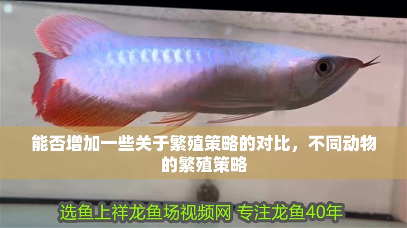 能否增加一些關(guān)于繁殖策略的對比，不同動物的繁殖策略