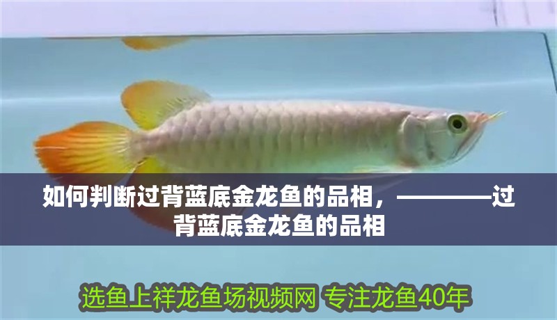 如何判斷過背藍底金龍魚的品相，————過背藍底金龍魚的品相