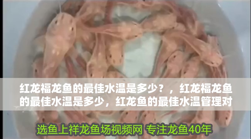紅龍福龍魚的最佳水溫是多少？，紅龍福龍魚的最佳水溫是多少，紅龍魚的最佳水溫管理對照表