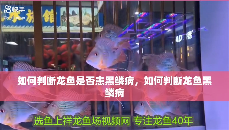 如何判斷龍魚是否患黑鱗病，如何判斷龍魚黑鱗病