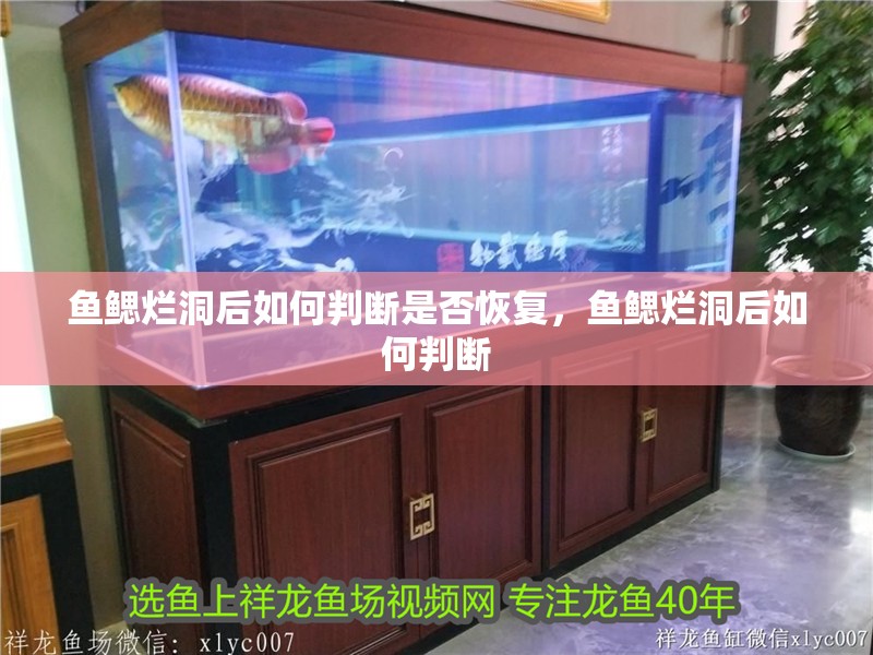 魚(yú)鰓爛洞后如何判斷是否恢復(fù)，魚(yú)鰓爛洞后如何判斷