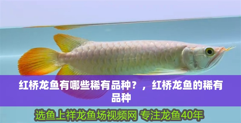 紅橋龍魚有哪些稀有品種？，紅橋龍魚的稀有品種