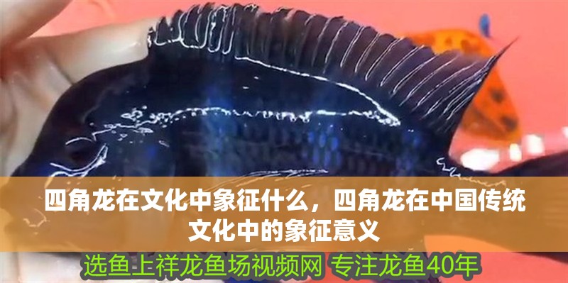四角龍在文化中象征什么，四角龍在中國傳統(tǒng)文化中的象征意義