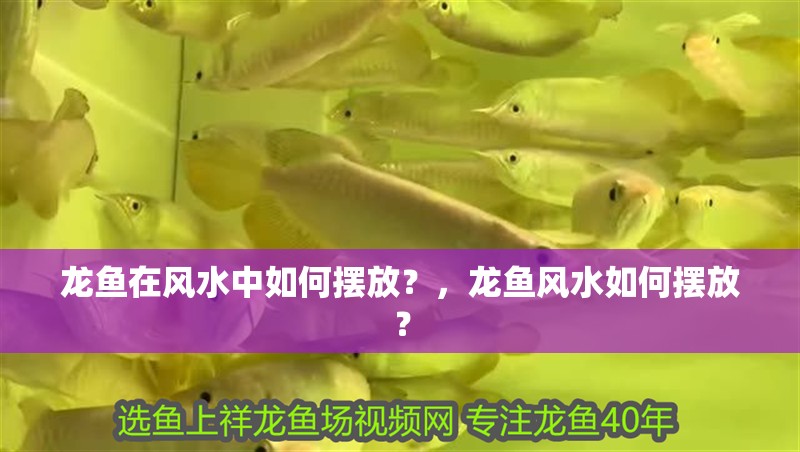 龍魚在風(fēng)水中如何擺放？，龍魚風(fēng)水如何擺放？