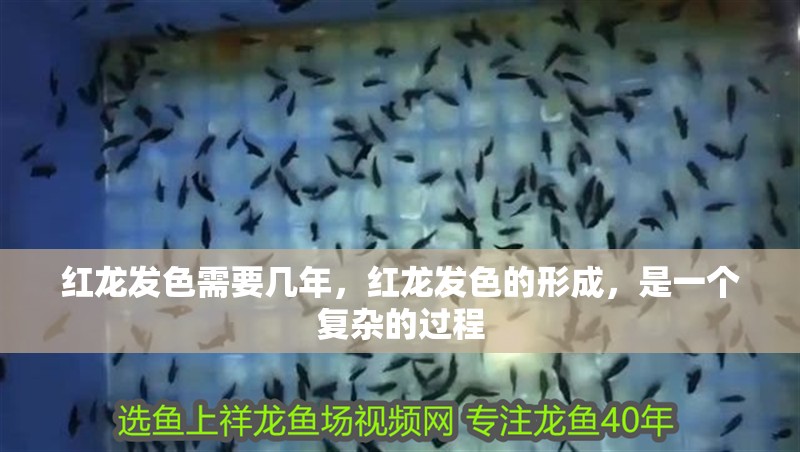 紅龍發(fā)色需要幾年，紅龍發(fā)色的形成，是一個復(fù)雜的過程