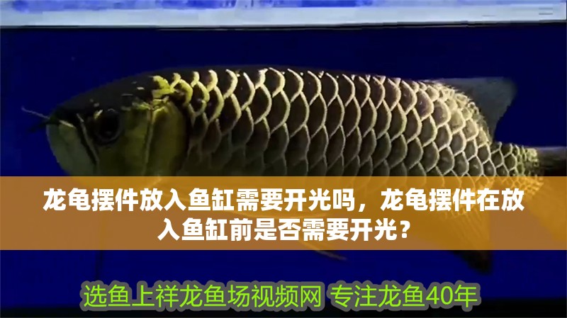 龍龜擺件放入魚缸需要開光嗎，龍龜擺件在放入魚缸前是否需要開光？