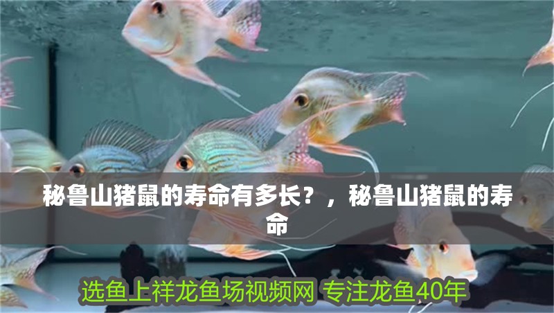 秘魯山豬鼠的壽命有多長？，秘魯山豬鼠的壽命