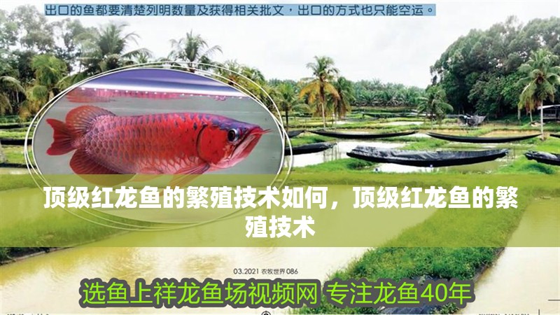 頂級紅龍魚的繁殖技術如何，頂級紅龍魚的繁殖技術