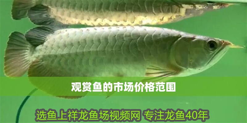觀賞魚的市場(chǎng)價(jià)格范圍