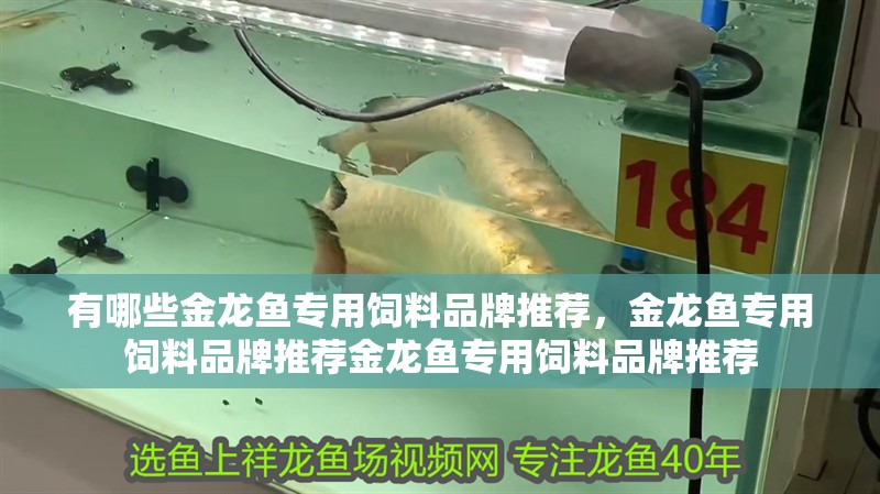 有哪些金龍魚專用飼料品牌推薦，金龍魚專用飼料品牌推薦金龍魚專用飼料品牌推薦