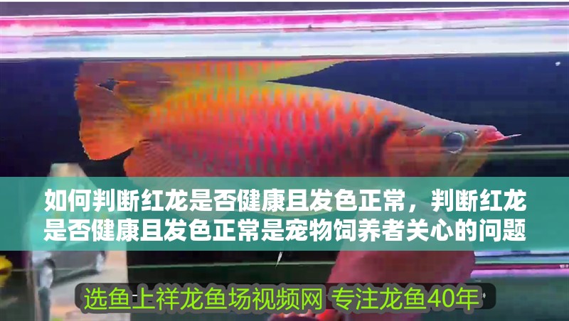 如何判斷紅龍是否健康且發色正常，判斷紅龍是否健康且發色正常是寵物飼養者關心的問題
