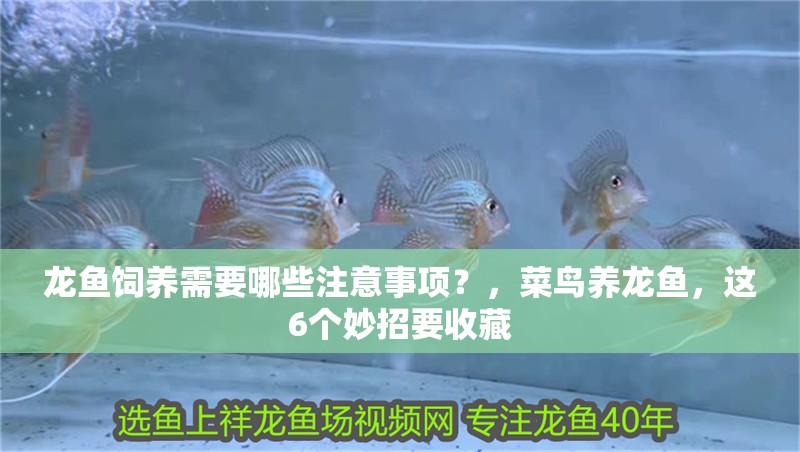 龍魚飼養需要哪些注意事項？，菜鳥養龍魚，這6個妙招要收藏
