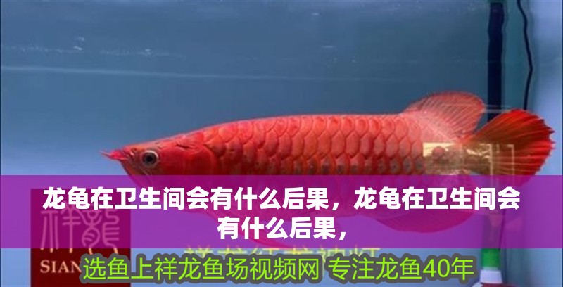 龍龜在衛生間會有什么后果，龍龜在衛生間會有什么后果，