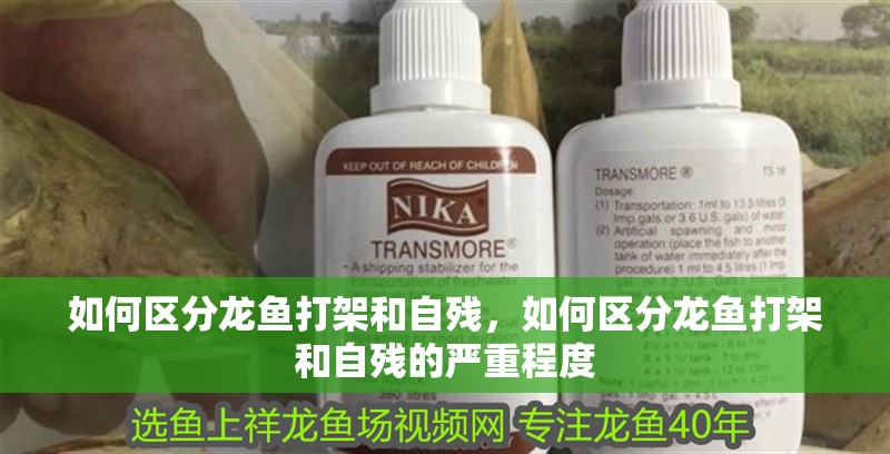 如何區(qū)分龍魚打架和自殘，如何區(qū)分龍魚打架和自殘的嚴(yán)重程度