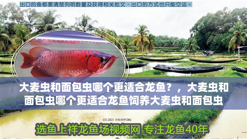大麥蟲和面包蟲哪個更適合龍魚？，大麥蟲和面包蟲哪個更適合龍魚飼養大麥蟲和面包蟲