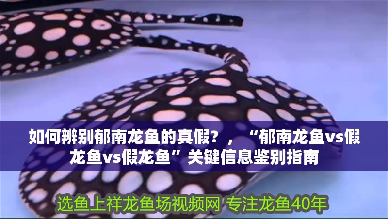 如何辨別郁南龍魚的真假？，“郁南龍魚vs假龍魚vs假龍魚”關鍵信息鑒別指南