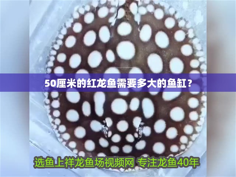 50厘米的紅龍魚需要多大的魚缸？