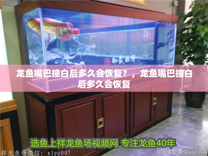 龍魚嘴巴撞白后多久會恢復？，龍魚嘴巴撞白后多久會恢復