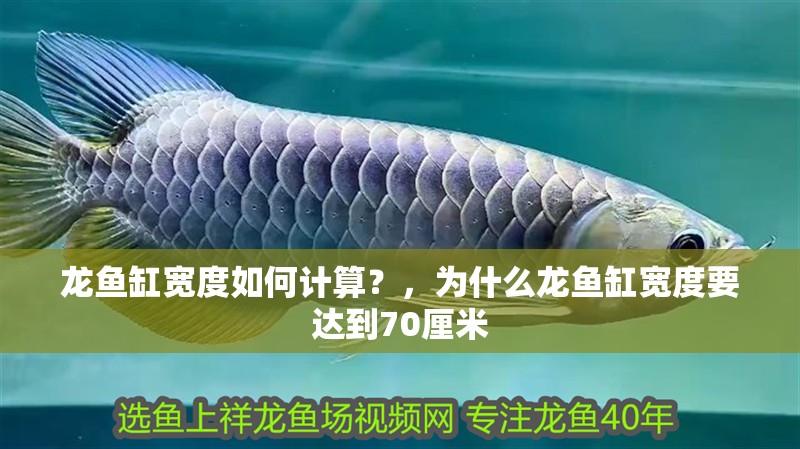 龍魚缸寬度如何計算？，為什么龍魚缸寬度要達(dá)到70厘米