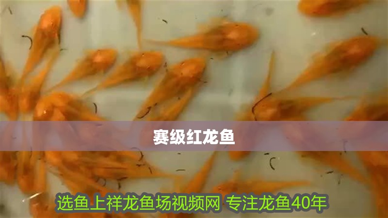 賽級紅龍魚