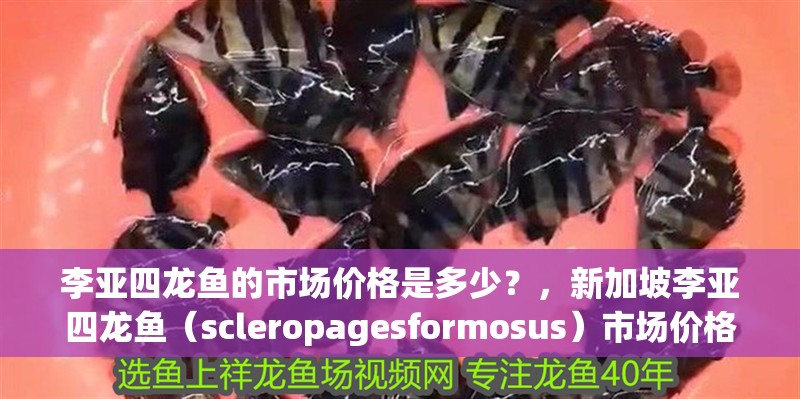 李亞四龍魚(yú)的市場(chǎng)價(jià)格是多少？，新加坡李亞四龍魚(yú)（scleropagesformosus）市場(chǎng)價(jià)格