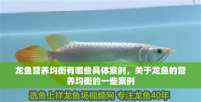 龍魚營養均衡有哪些具體案例，關于龍魚的營養均衡的一些案例