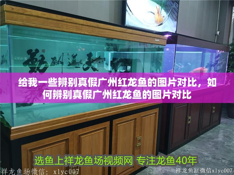 給我一些辨別真假?gòu)V州紅龍魚(yú)的圖片對(duì)比，如何辨別真假?gòu)V州紅龍魚(yú)的圖片對(duì)比