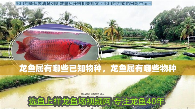 龍魚屬有哪些已知物種，龍魚屬有哪些物種
