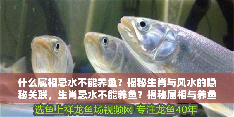 什么屬相忌水不能養魚？揭秘生肖與風水的隱秘關聯，生肖忌水不能養魚？揭秘屬相與養魚風水的禁忌關聯