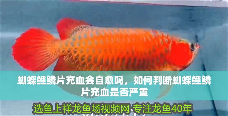 蝴蝶鯉鱗片充血會自愈嗎，如何判斷蝴蝶鯉鱗片充血是否嚴重