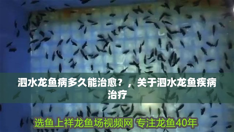 泗水龍魚病多久能治愈?,關于泗水龍魚疾病治療