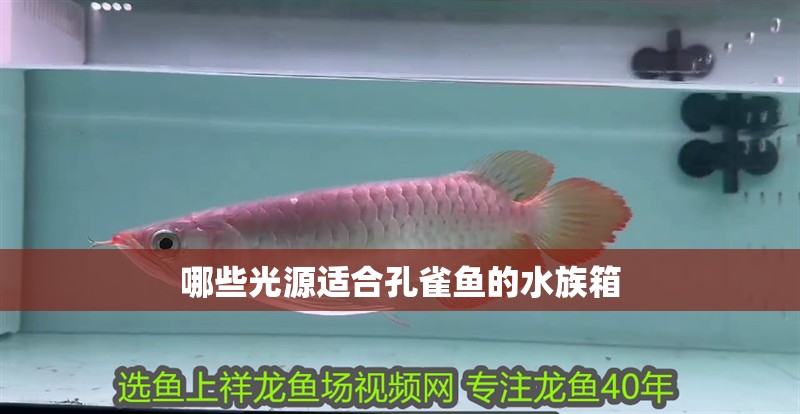 哪些光源適合孔雀魚的水族箱