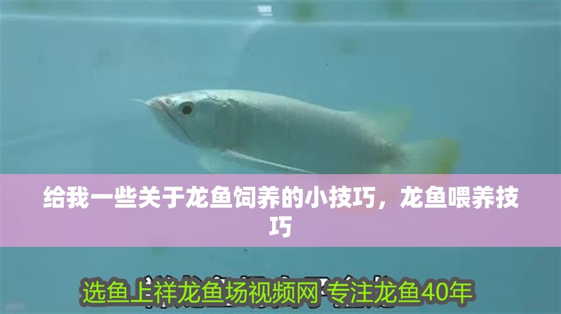 給我一些關于龍魚飼養的小技巧，龍魚喂養技巧