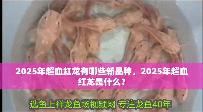 2025年超血紅龍有哪些新品種，2025年超血紅龍是什么？