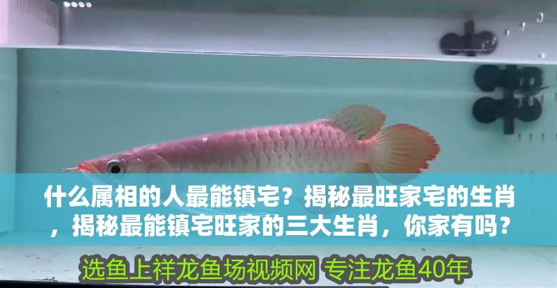 什么屬相的人最能鎮宅？揭秘最旺家宅的生肖，揭秘最能鎮宅旺家的三大生肖，你家有嗎？ 什么屬相的人最能鎮宅？揭秘最旺家宅的生肖，揭秘最能鎮宅旺家的三大生肖，你家有嗎？ 龍魚百科 第1張