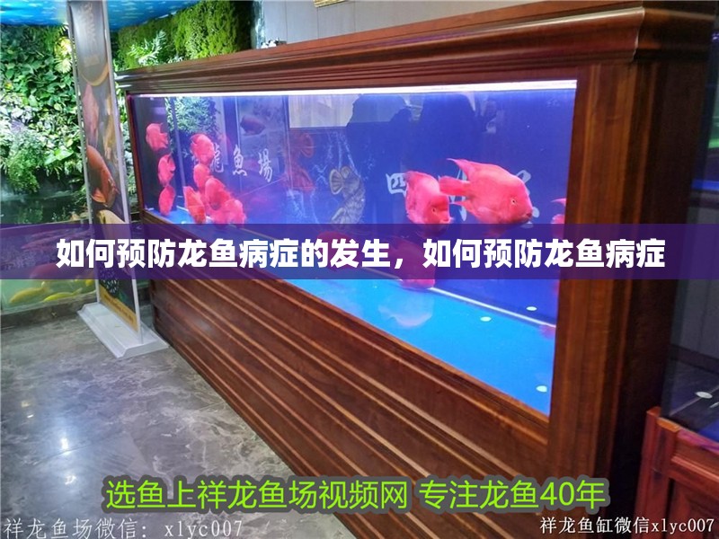 如何預(yù)防龍魚病癥的發(fā)生，如何預(yù)防龍魚病癥