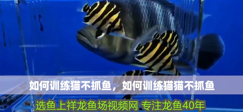 如何訓練貓不抓魚，如何訓練貓貓不抓魚