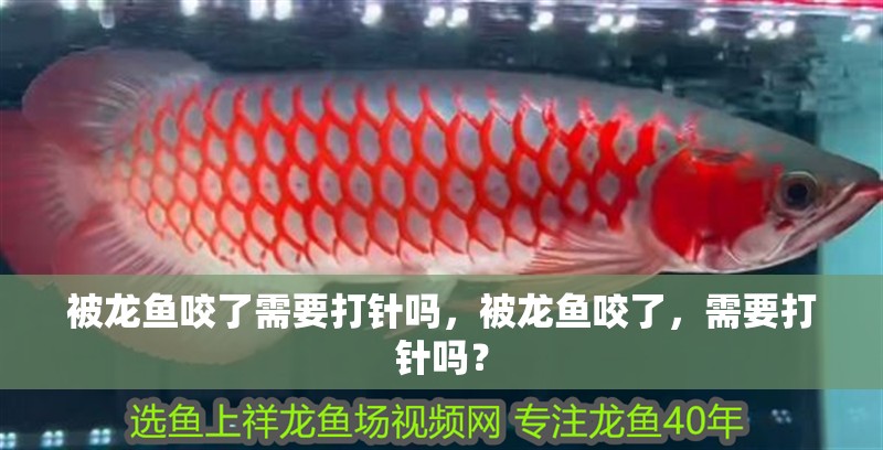 被龍魚咬了需要打針嗎，被龍魚咬了，需要打針嗎？
