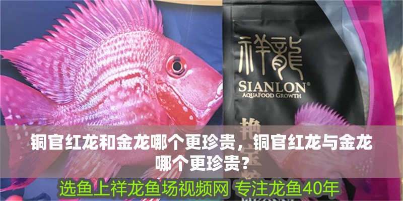 銅官紅龍和金龍哪個更珍貴，銅官紅龍與金龍哪個更珍貴？