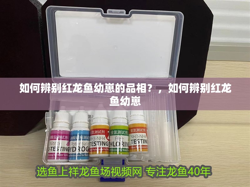 如何辨別紅龍魚幼崽的品相？，如何辨別紅龍魚幼崽