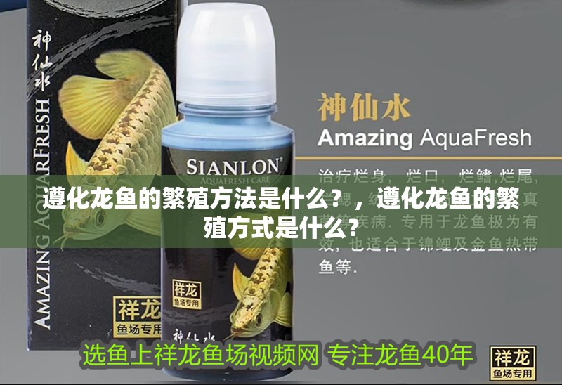 遵化龍魚的繁殖方法是什么？，遵化龍魚的繁殖方式是什么？