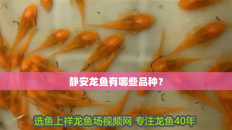 靜安龍魚有哪些品種？