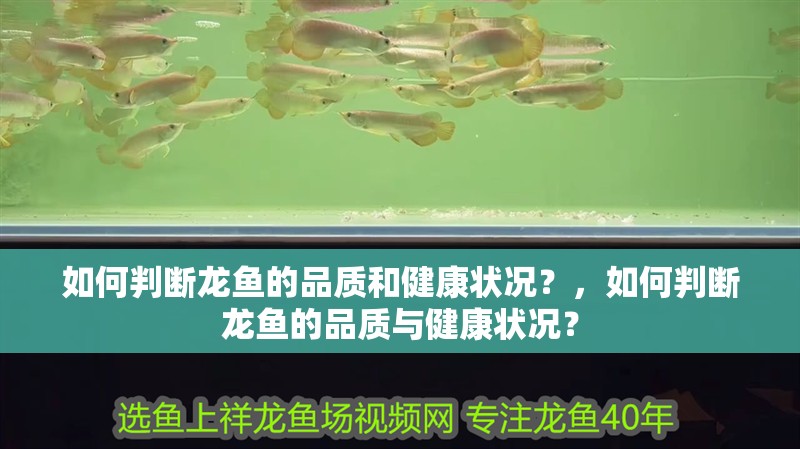 如何判斷龍魚的品質(zhì)和健康狀況？，如何判斷龍魚的品質(zhì)與健康狀況？