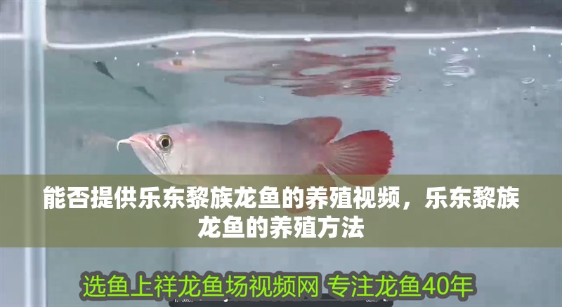 能否提供樂東黎族龍魚的養殖視頻，樂東黎族龍魚的養殖方法