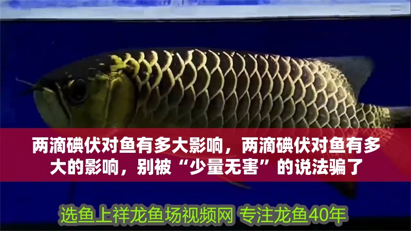 兩滴碘伏對魚有多大影響，兩滴碘伏對魚有多大的影響，別被“少量無害”的說法騙了