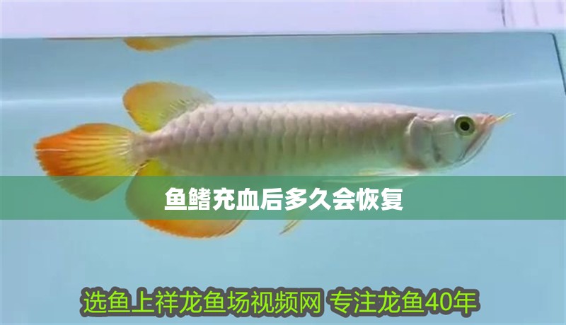 魚鰭充血后多久會恢復