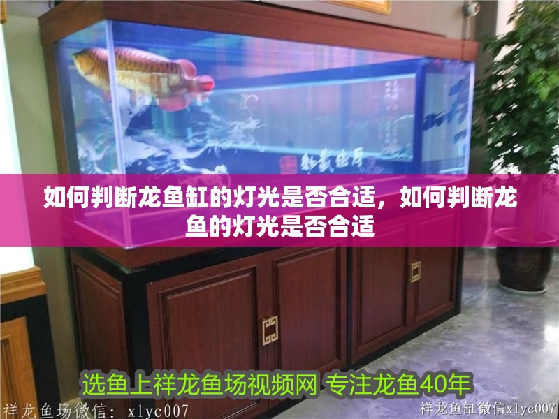 如何判斷龍魚缸的燈光是否合適，如何判斷龍魚的燈光是否合適